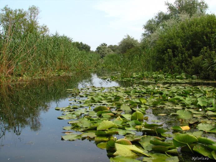 Suntem invidiati din toate colturile lumii! De ce Pentru ca avem o Delta de cinci stele!14