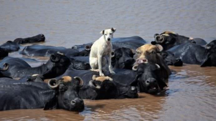 TOP Cele mai frumoase fotografii cu animale ale anului 2012! GALERIE FOTO1