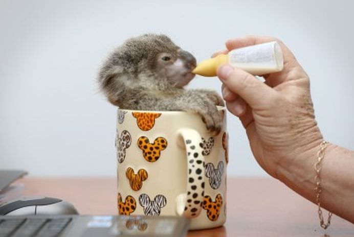 TOP Cele mai frumoase fotografii cu animale ale anului 2012! GALERIE FOTO11