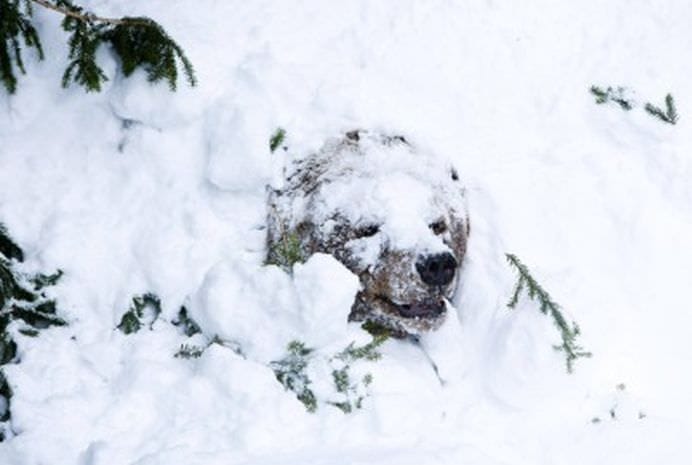 TOP Cele mai frumoase fotografii cu animale ale anului 2012! GALERIE FOTO12