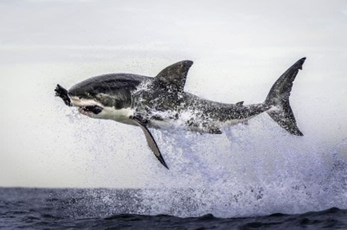TOP Cele mai frumoase fotografii cu animale ale anului 2012! GALERIE FOTO13