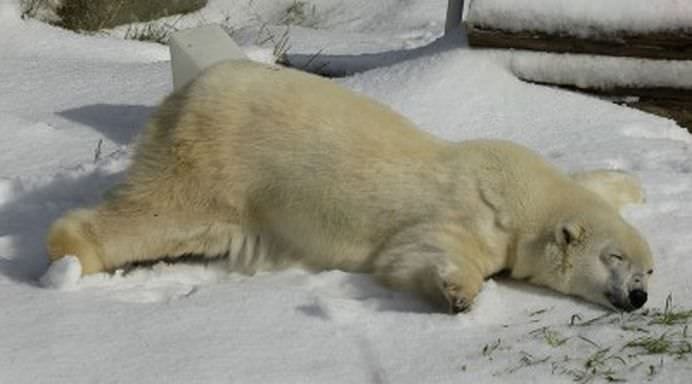TOP Cele mai frumoase fotografii cu animale ale anului 2012! GALERIE FOTO16