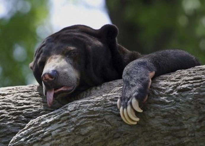 TOP Cele mai frumoase fotografii cu animale ale anului 2012! GALERIE FOTO17