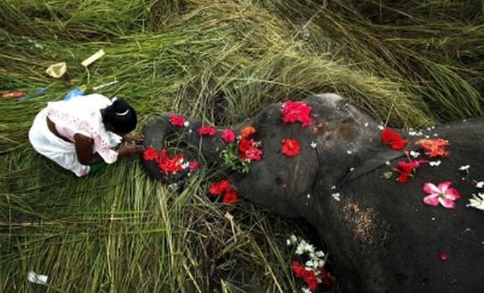 TOP Cele mai frumoase fotografii cu animale ale anului 2012! GALERIE FOTO18