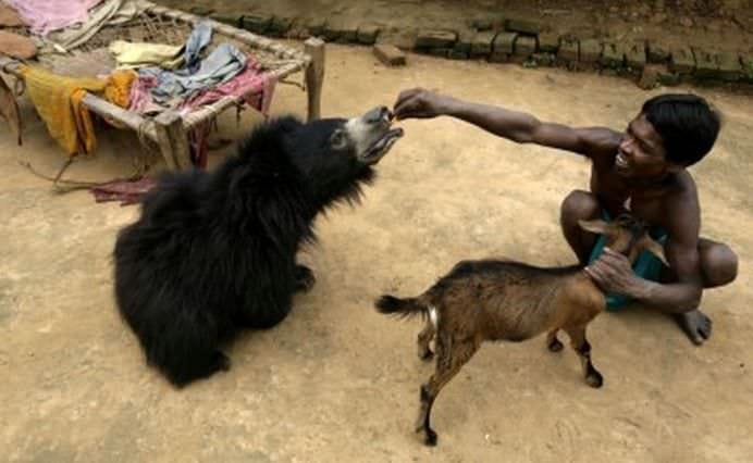 TOP Cele mai frumoase fotografii cu animale ale anului 2012! GALERIE FOTO19