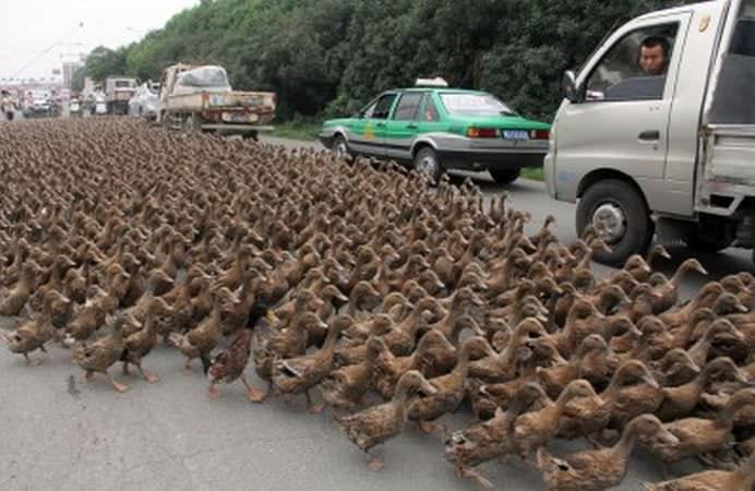 TOP Cele mai frumoase fotografii cu animale ale anului 2012! GALERIE FOTO2