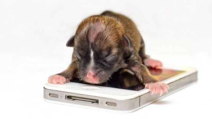 TOP Cele mai frumoase fotografii cu animale ale anului 2012! GALERIE FOTO3