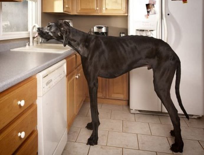 TOP Cele mai frumoase fotografii cu animale ale anului 2012! GALERIE FOTO5