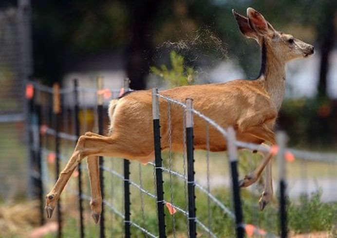TOP Cele mai frumoase fotografii cu animale ale anului 2012! GALERIE FOTO6