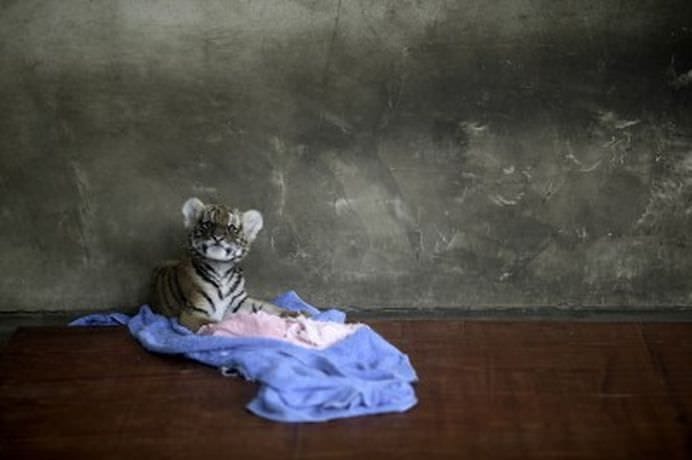 TOP Cele mai frumoase fotografii cu animale ale anului 2012! GALERIE FOTO7