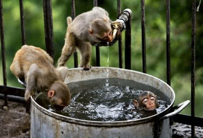 TOP Cele mai frumoase fotografii cu animale ale anului 2012! GALERIE FOTO8