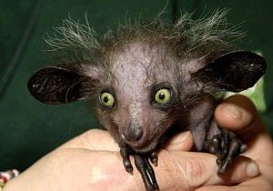1Aye-Aye
