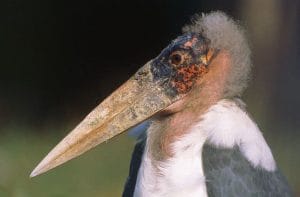 1Barza Marabou
