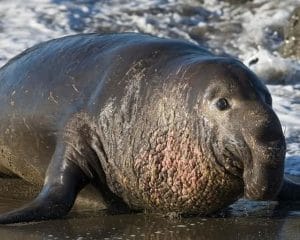 1Foca elefant