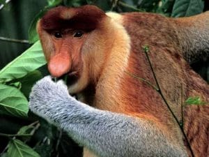 1Maimuta proboscis