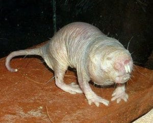 1cartita-nuda