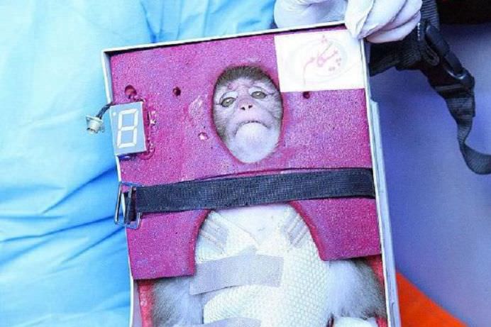 Animale care au deschis drumul oamenilor catre cucerirea Universului! GALERIE FOTO1