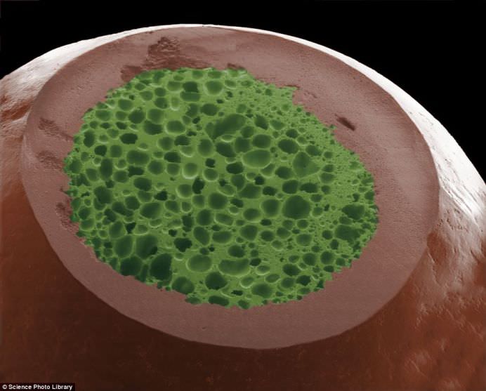 Cele mai populare alimente examinate sub microscop! GALERIE FOTO1