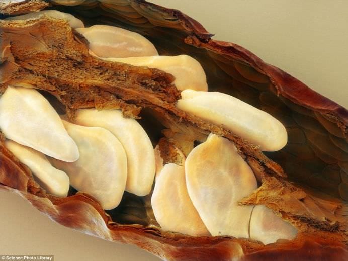 Cele mai populare alimente examinate sub microscop! GALERIE FOTO4