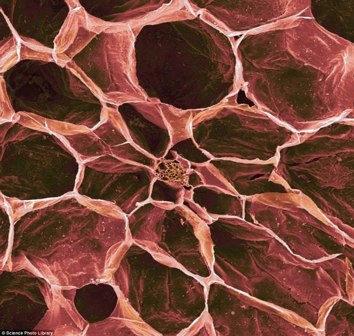 Cele mai populare alimente examinate sub microscop! GALERIE FOTO5