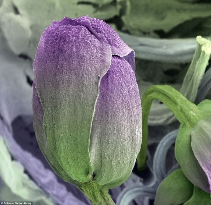 Cele mai populare alimente examinate sub microscop! GALERIE FOTO6