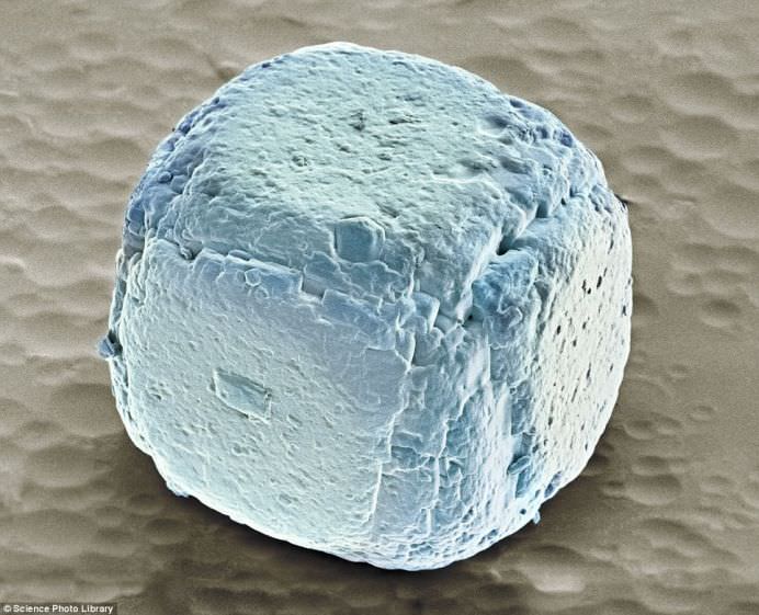 Cele mai populare alimente examinate sub microscop! GALERIE FOTO8