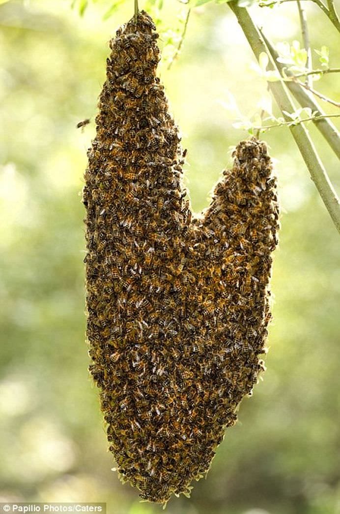 Inimile naturii! Pana si planeta sarbatoreste DRAGOSTEA doar cum stie ea! FOTO10