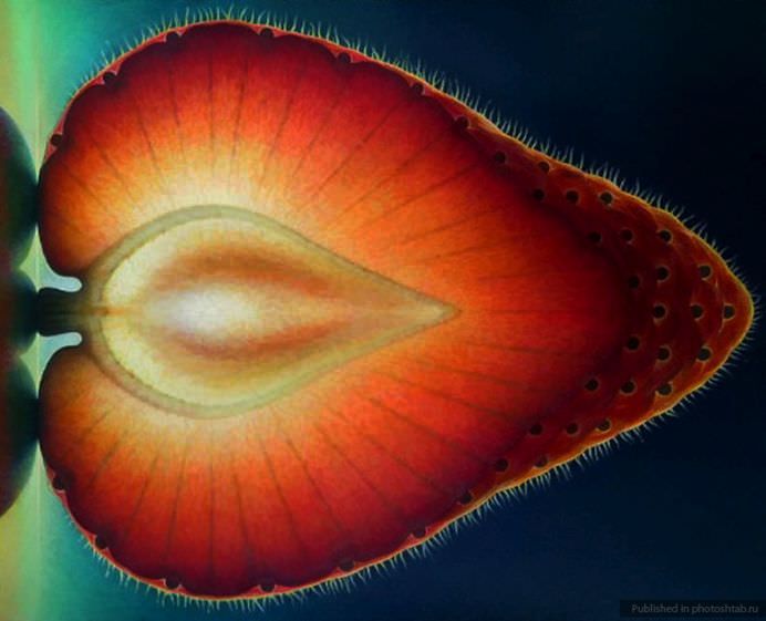 Intra in lumea fructelor translucide! GALERIE FOTO 2