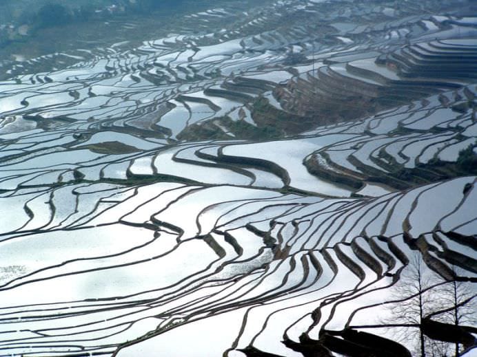 Orezariile din China10