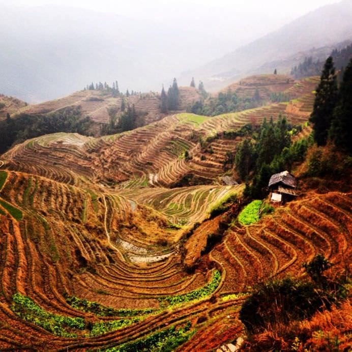 Orezariile din China7