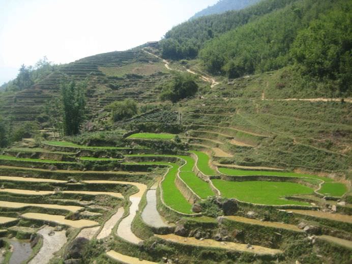 Orezariile din China8