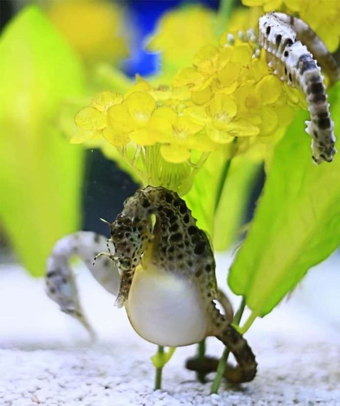 Statia de procreatie Speciile cu cele mai ciudate sarcini! GALERIE FOTO7