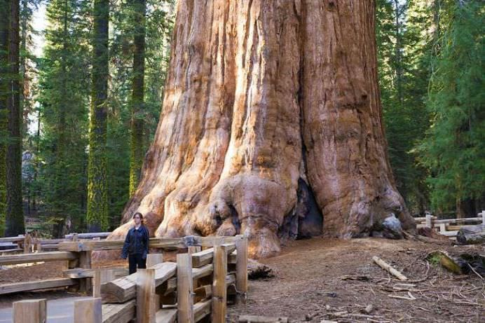 TOP 10 Cei mai batrani arbori din lume! GALERIE FOTO10