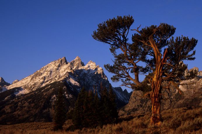 TOP 10 Cei mai batrani arbori din lume! GALERIE FOTO7