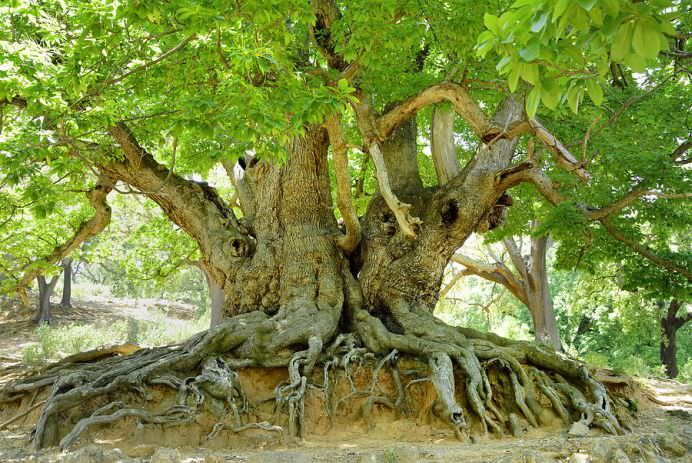 TOP 10 Cei mai batrani arbori din lume! GALERIE FOTO9