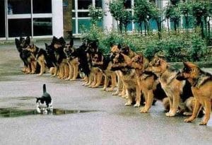 courage
