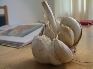 garlic