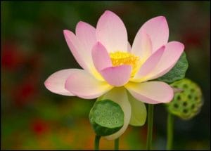lotus-present-moment