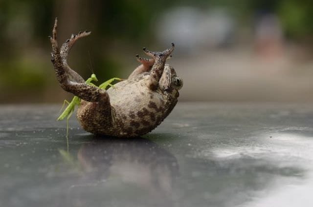 EXCL: Overpowered by a young grasshopper