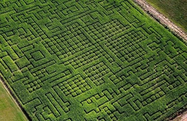 Sunt atat de FRUMOASE incat te PIERZI in ele IMAGINI cu LABIRINTURI VERZI!8