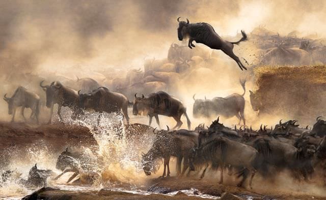 40 de IMAGINI greu de IMAGINAT Cine sunt castigatorii concursului Sony World Photography Awards1