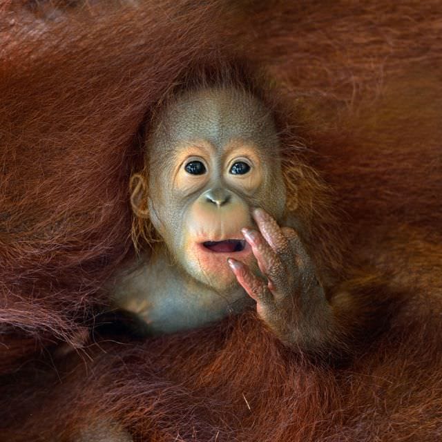 40 de IMAGINI greu de IMAGINAT Cine sunt castigatorii concursului Sony World Photography Awards4