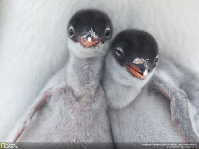 Cele mai frumoase ANIMALE SALBATICE surprinse in IMAGINI SPECTACULOASE!1