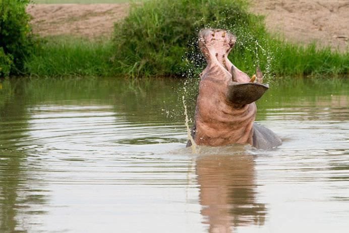 Cele mai frumoase ANIMALE SALBATICE surprinse in IMAGINI SPECTACULOASE!11