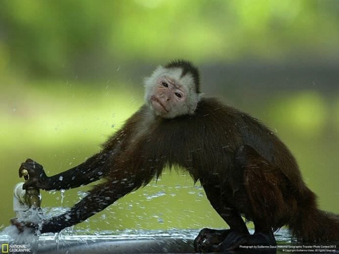 Cele mai frumoase ANIMALE SALBATICE surprinse in IMAGINI SPECTACULOASE!12