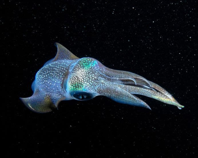 Cele mai frumoase ANIMALE SALBATICE surprinse in IMAGINI SPECTACULOASE!15