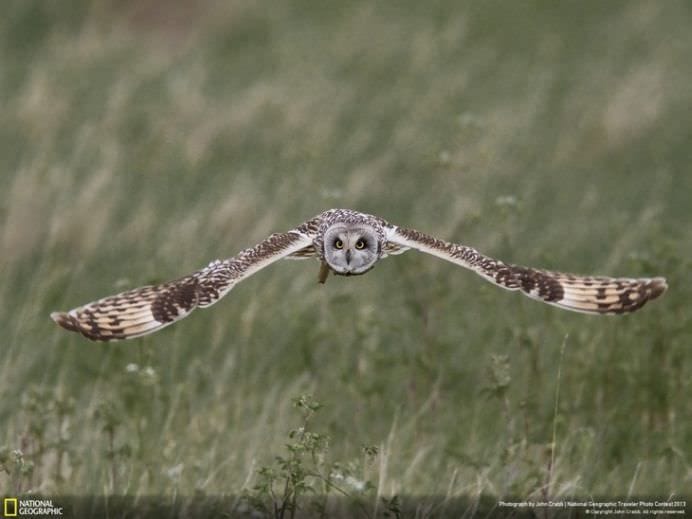 Cele mai frumoase ANIMALE SALBATICE surprinse in IMAGINI SPECTACULOASE!16