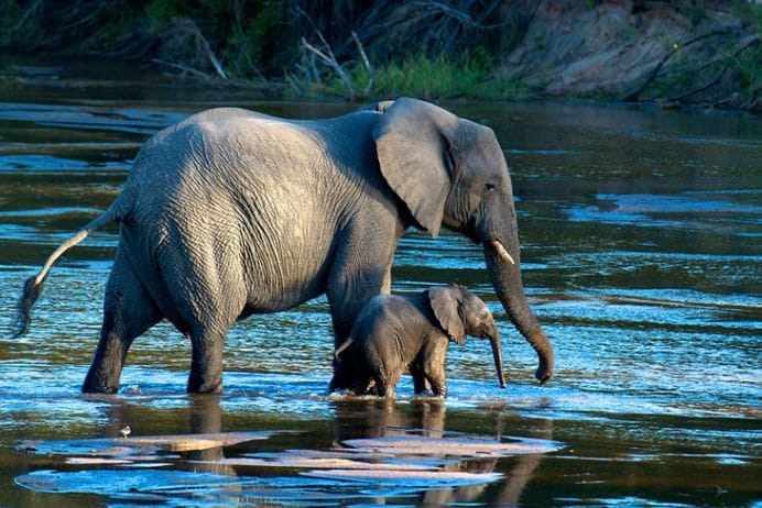 Cele mai frumoase ANIMALE SALBATICE surprinse in IMAGINI SPECTACULOASE!19