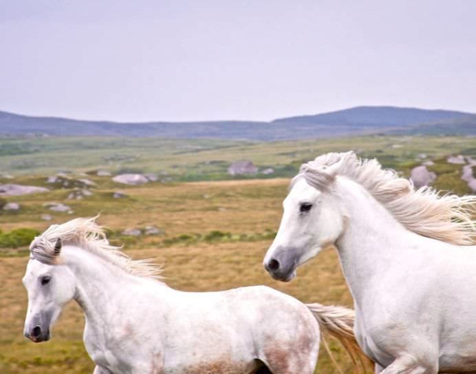 Cele mai frumoase ANIMALE SALBATICE surprinse in IMAGINI SPECTACULOASE!2