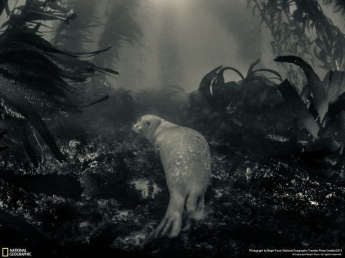 Cele mai frumoase ANIMALE SALBATICE surprinse in IMAGINI SPECTACULOASE!20